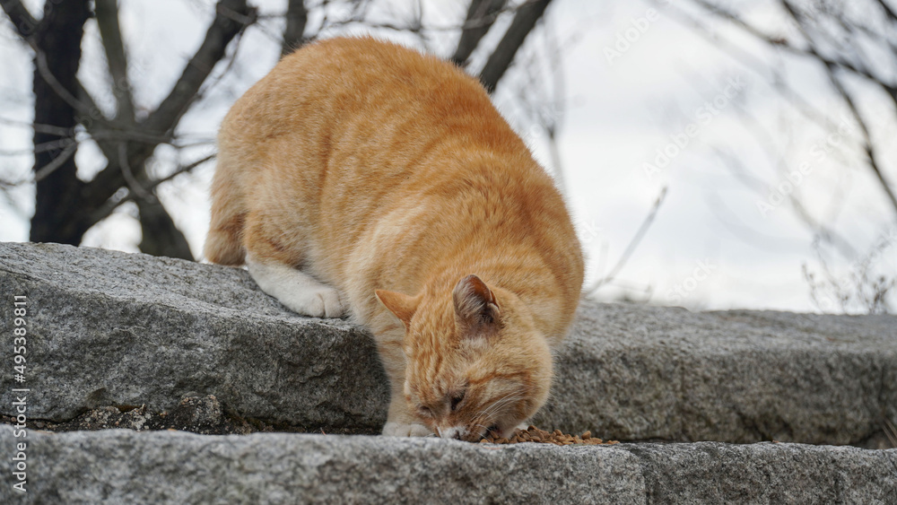 The walls and the yellow cat.Neutralized cat, feed. The walls and the yellow cat.Neutralized cat, feed.