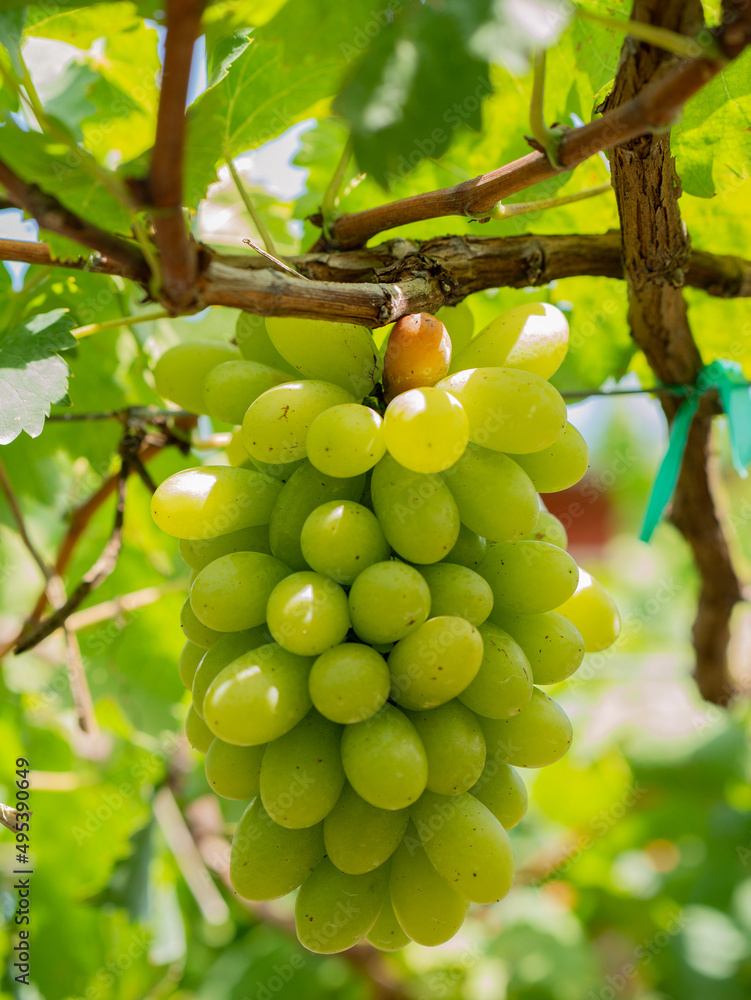 Take a photo of green grapes in the garden. Take a photo of green grapes in the garden.