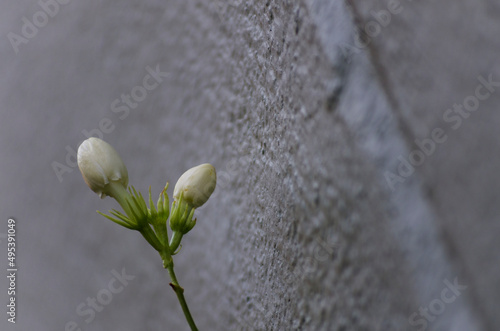 lonely jasmine flower on home garden organic