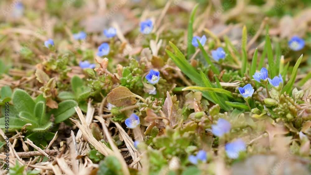 Small wild blue flower in garden Germander Speedwell or Veronica chamaedrys during spring day Small wild blue flower in garden Germander Speedwell or Veronica chamaedrys during spring day
