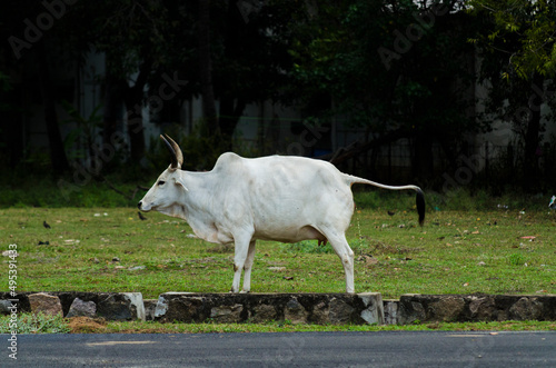 organic milk cow portrait on indian village countryside