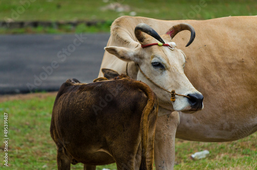 organic milk cow portrait on indian village countryside