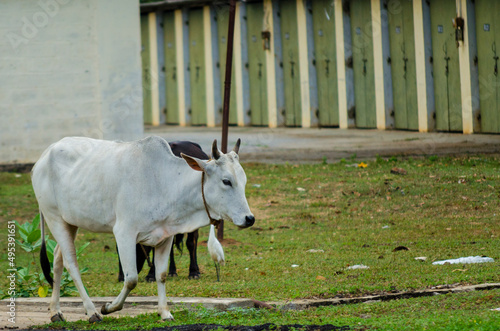 organic milk cow portrait on indian village countryside