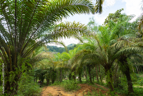 Fototapeta Naklejka Na Ścianę i Meble -  Green tropical forest path through green jungle, hiking in Thailand. Jungle background