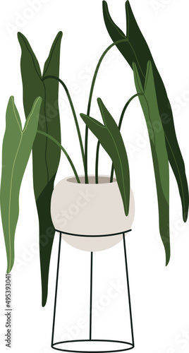 Trendy House Plant in Pot with Green Leaves Colored Illustartion