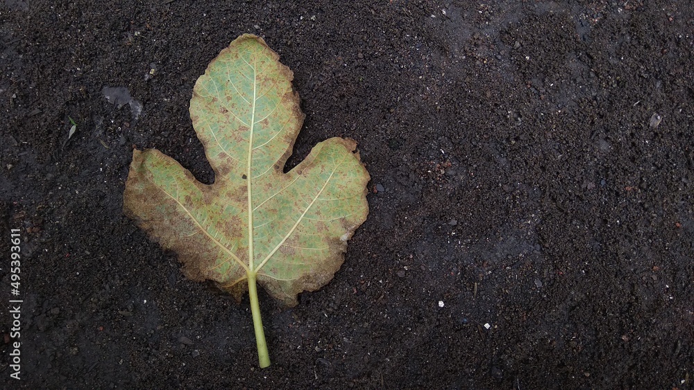 Old leaf of fig (ficus carica) on the black ground Old leaf of fig (ficus carica) on the black ground