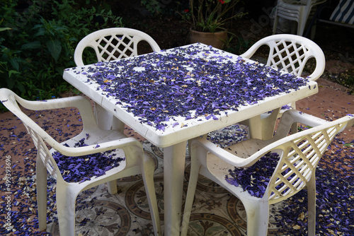 Fallen, violet and purple petals of a jacaranda tree collect on a white plastic table and chairs in a garden in Jerusalem. photo