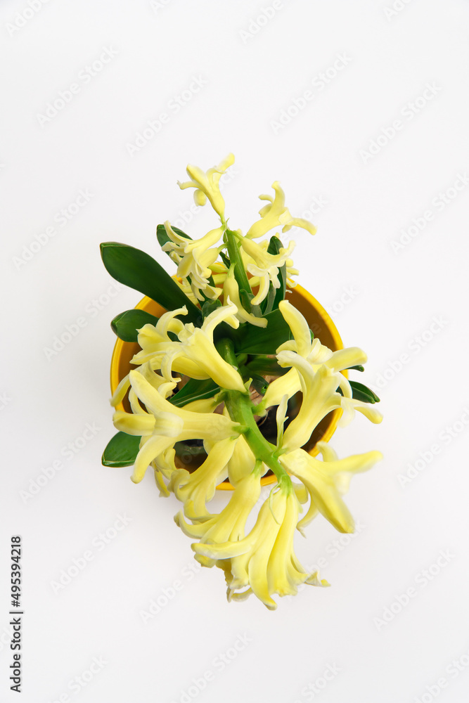 Obraz premium Top view of Hyacinth Yellowstone blossoms. A spring flower seedling, isolated on a white background. A beautiful decorative scene with a houseplant.