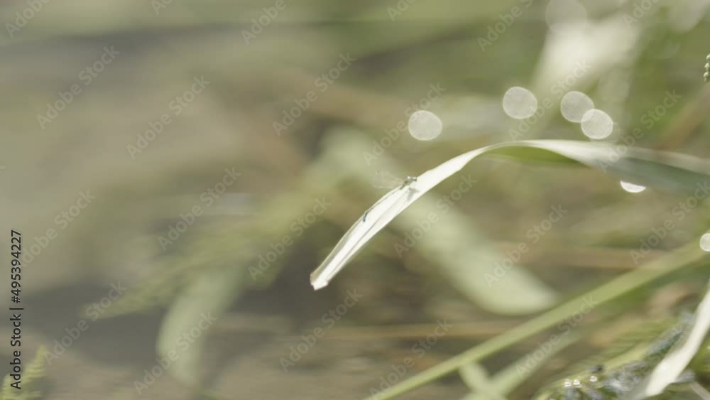 A transparent dragonfly flies and stays on the leaf (2) A transparent dragonfly flies and stays on the leaf (2)