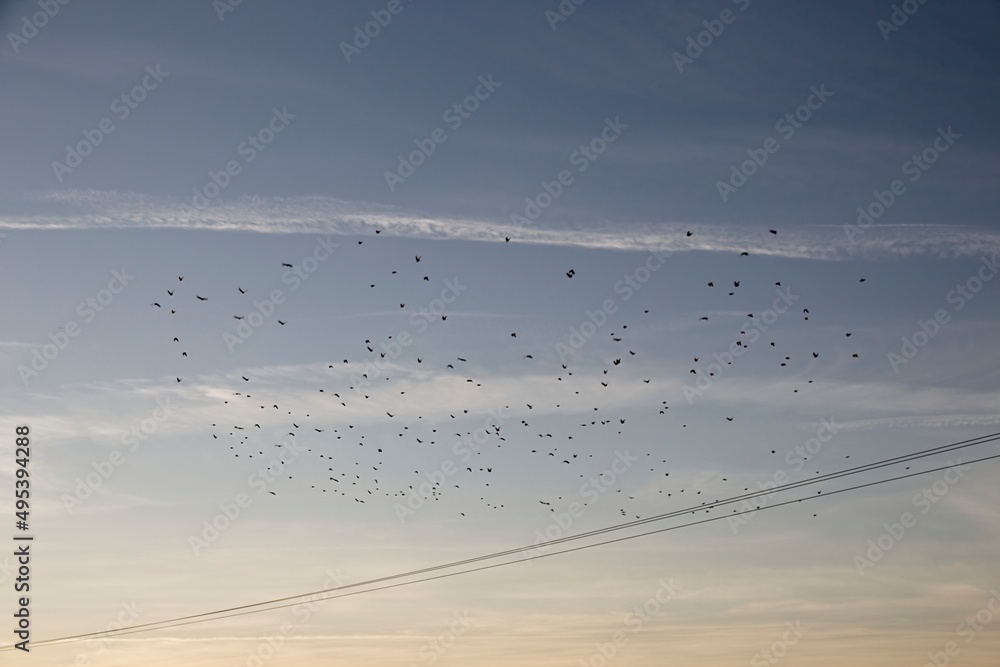 flock of birds flying in the sky flock of birds flying in the sky
