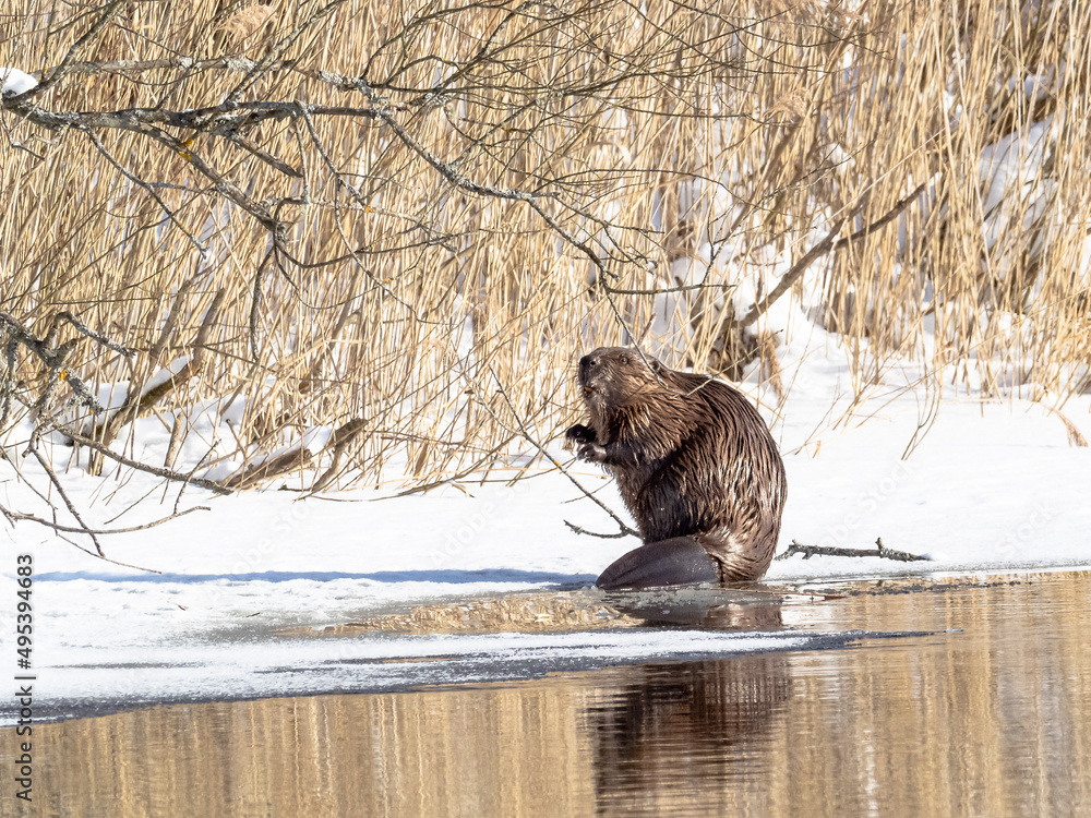 European beaver feeding on ice - obrazy, fototapety, plakaty 