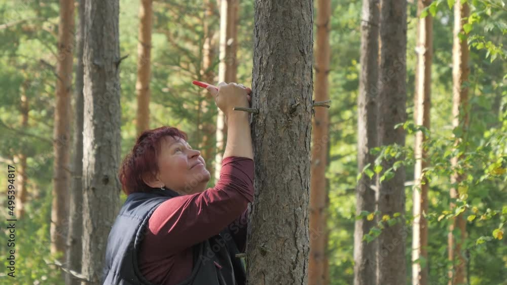 A middle-aged lady happily taking photos in the nature reserve in Espoo Finland with the tall trees in the nature reserve.geology shot.4k A middle-aged lady happily taking photos in the nature reserve in Espoo Finland with the tall trees in the nature reserve.geology shot.4k