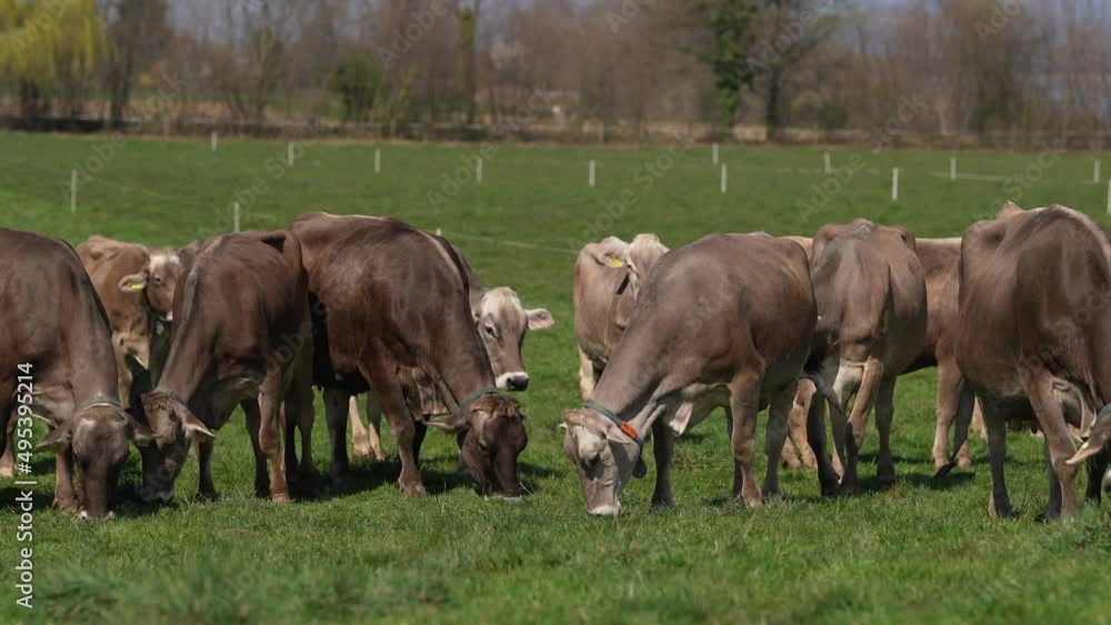 Biologische Landwirtschaft. Kühe auf der Wiese. Biologische Landwirtschaft. Kühe auf der Wiese.