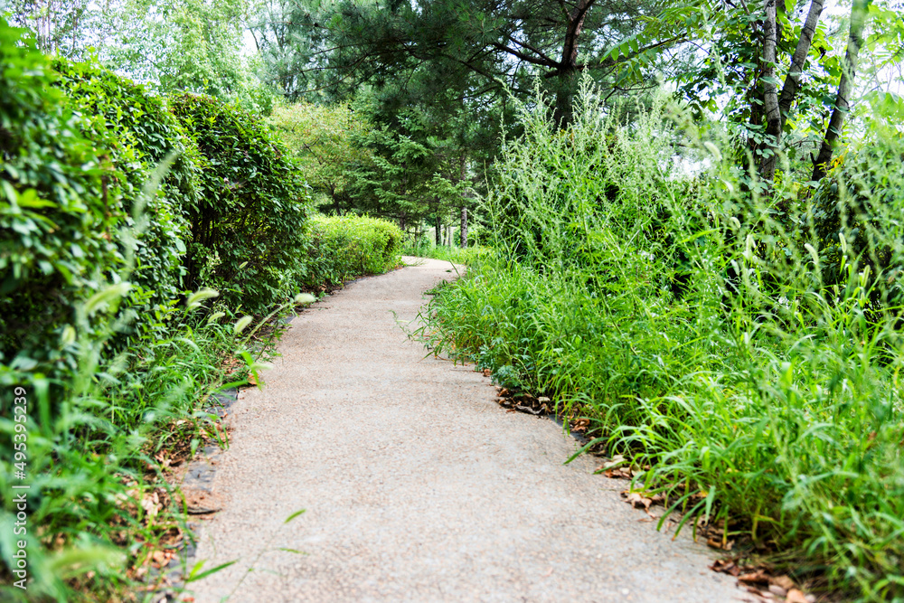 The way in the park with green tree and grass The way in the park with green tree and grass