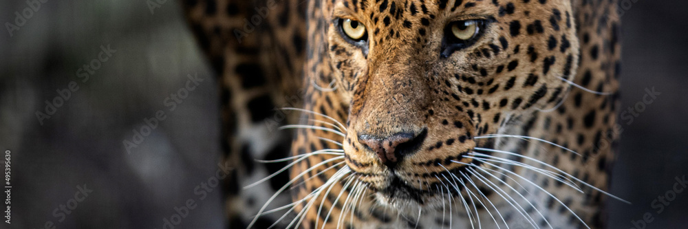Template of a leopard in the forest