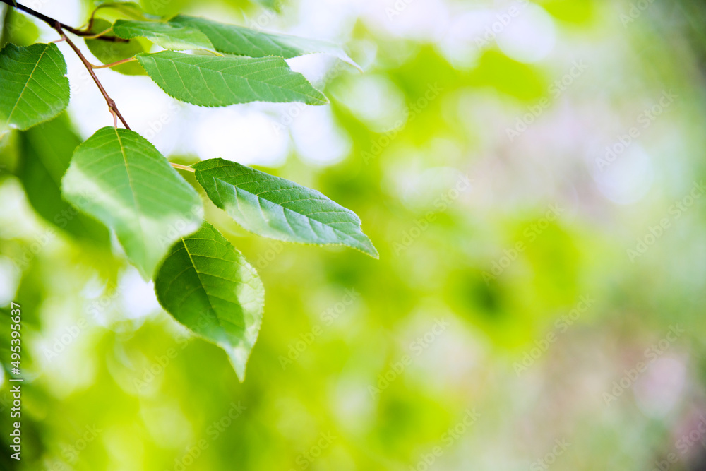 Green leaves with copy space for background Green leaves with copy space for background