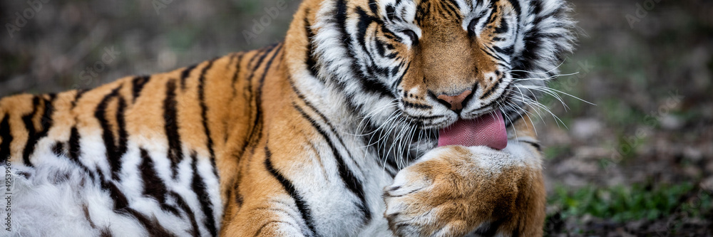 Template of a tiger in the forest