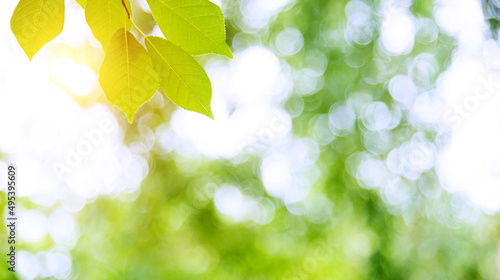 Green leaves with copy space for background