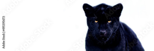 Obraz na płótnie Template of a black jaguar with a black background w salonie