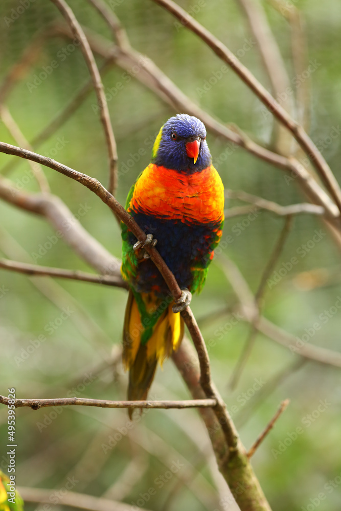 The Rainbow lorikeet (TRICHOGLOSSUS MOLLUCANUS) sitting on the small brown branche. The Rainbow lorikeet (TRICHOGLOSSUS MOLLUCANUS) sitting on the small brown branche.