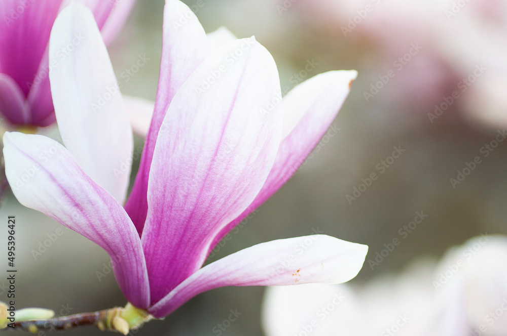 Primavera Primavera