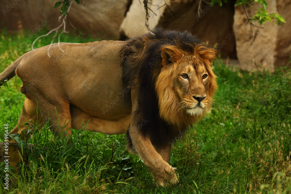Naklejka premium The Asiatic or Persian Lion (Panthera leo persica) is a subspecies of the lions.