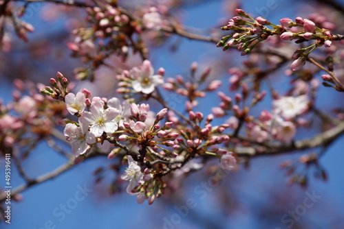 Rosa Kirschblüten auf Baumzweigen, Blauer Himmel