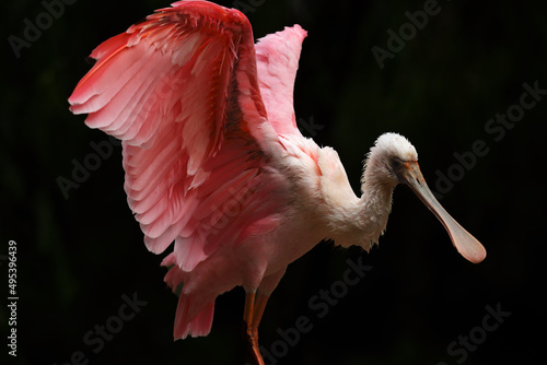 The roseate spoonbill (Platalea ajaja) cleaining the rose feather. Open wings. photo