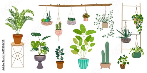 Home garden plants. Succulent plant, styling gardening decor. Ficus in container, hanging and standing greens in pots. Office and house classy vector elements