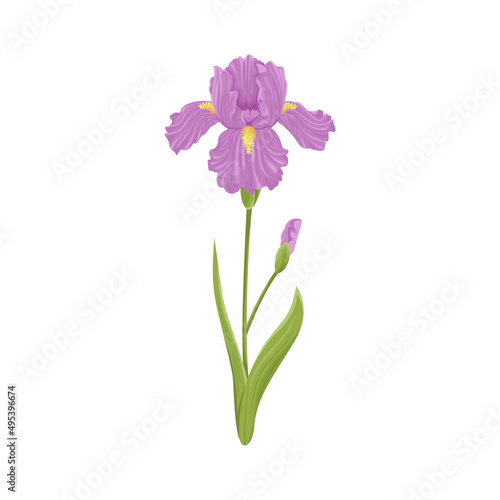 Iris flower isolated on white background. Vector illustration of spring plant in cartoon flat style. © Sunnydream