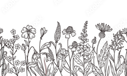 Sketch wild flowers pattern. Field plants, flower hand drawn. Bunch or bouquet, summer daisy. Spring botanical outline meadow greens, neoteric vector seamless banner