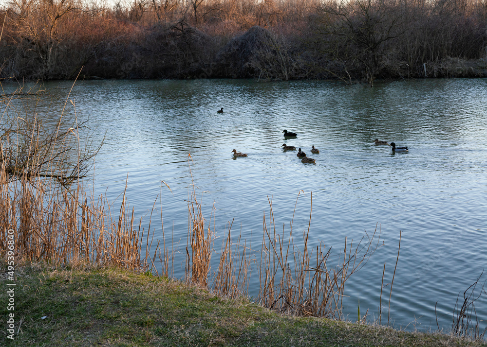 ducks swim in the spring in the pond ducks swim in the spring in the pond