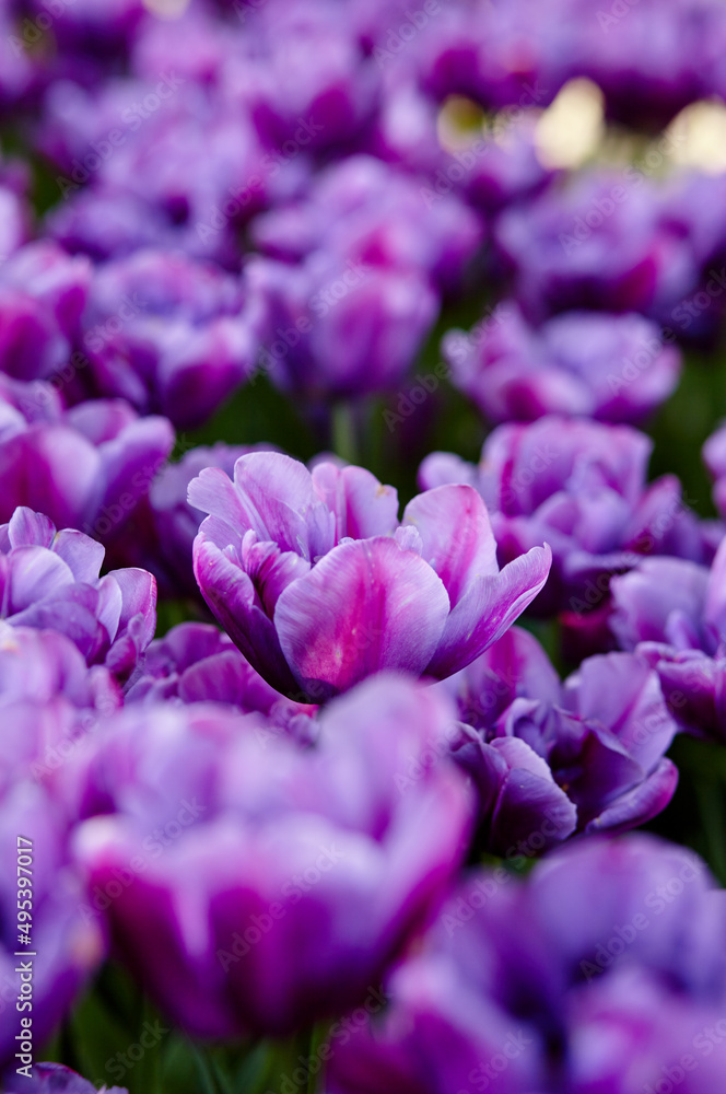 Beautiful tulip flowers blooming in a garden. Beauty tulip plant in the spring garden in rays of sunlight in nature. Blur background with bokeh image, selective focus Beautiful tulip flowers blooming in a garden. Beauty tulip plant in the spring garden in rays of sunlight in nature. Blur background with bokeh image, selective focus