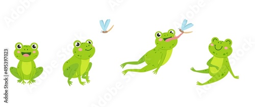 Funny frog. Animal jump to eat fly insect. Green cartoon isolated frogs, wildlife rules. Neoteric water swamp toad hunting and eating, catch with tongue vector scene