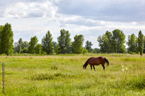 Bay horse on meadow. Beautiful horse grazing on pasture at countryside