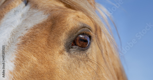 Close up portrait head horse. Eye  no stress  relax