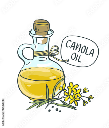 Seeds and rape flowers, canola oil.  Isolated vector illustration on white background. Bottle with tag - Canola oil.