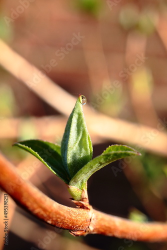 Drop of dew on a leaf
