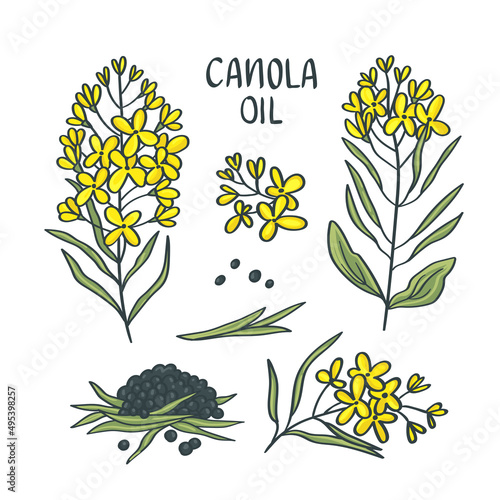 Seeds and rape flowers, canola oil.  Isolated vector illustration on white background. 