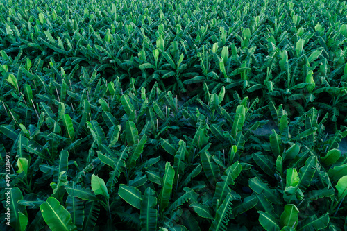 Aerial view of green banana tress 