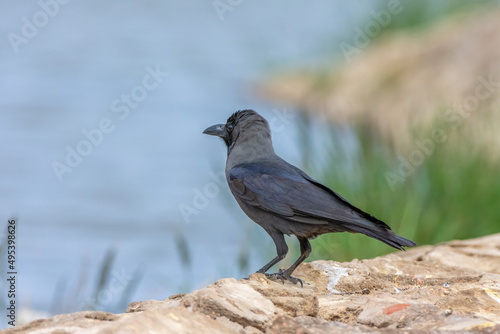 House crow, Corvus splendens in Sharm El-sheikh