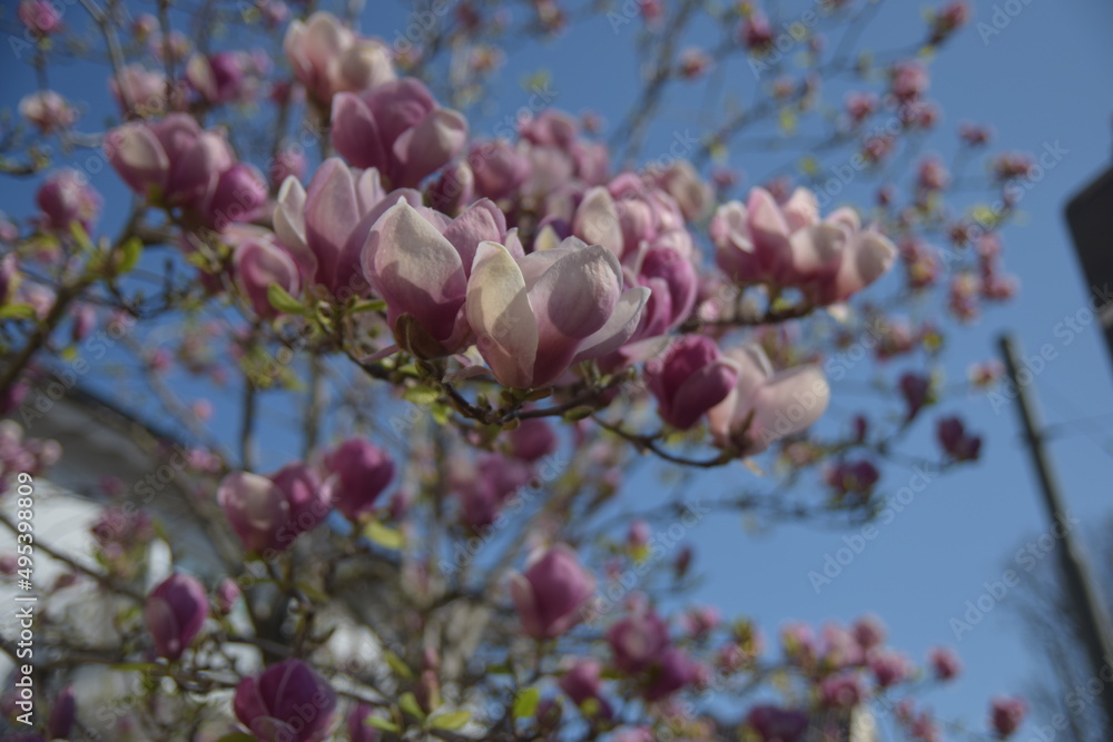 Magnolien
