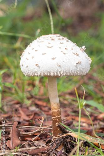 unidentified white mushroom