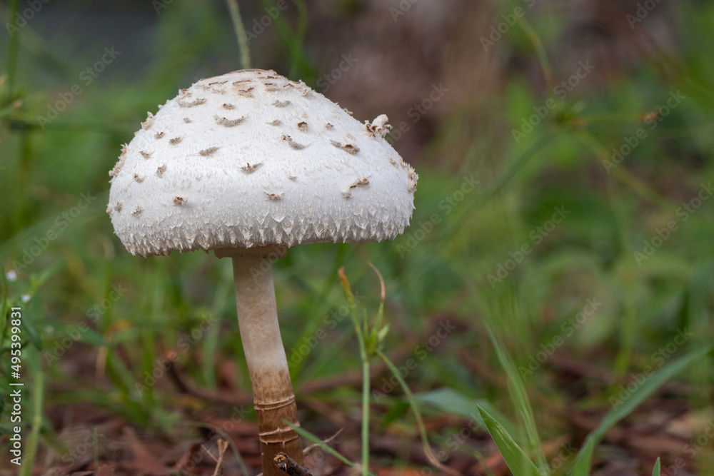 unidentified white mushroom unidentified white mushroom