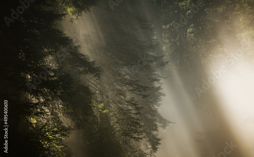 Foggy Morning in the Redwood Forest