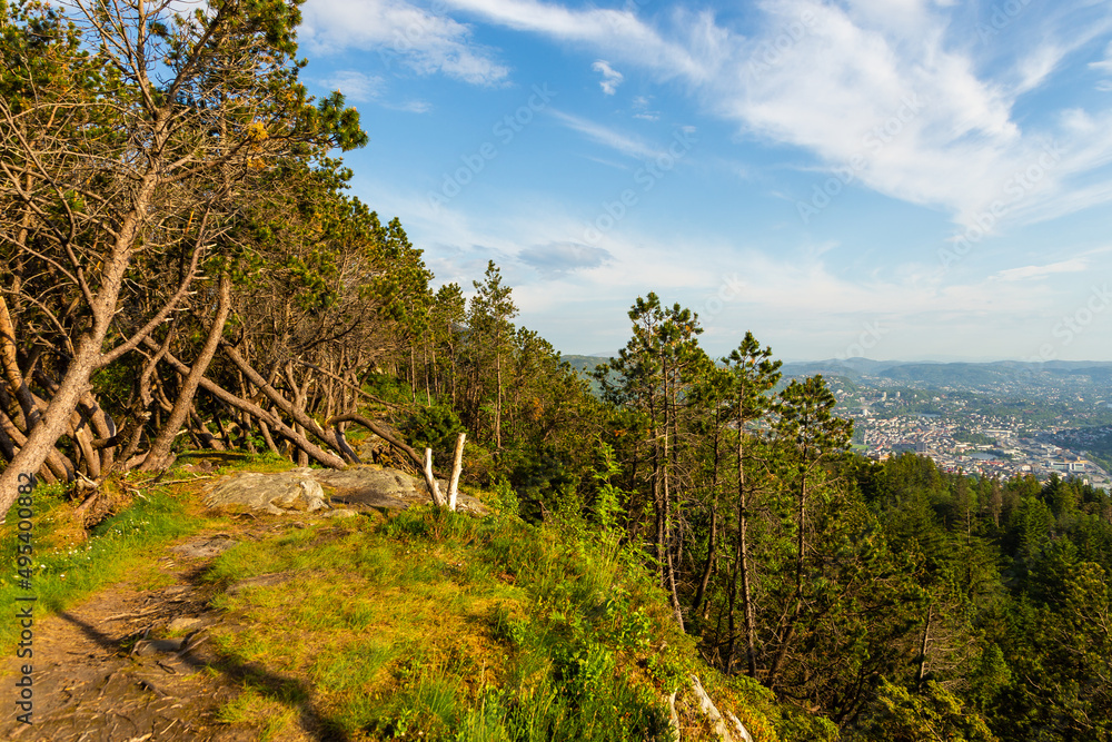 The forest on the Floyen hill. Bergen, Norway.