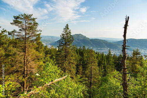 The forest on the Floyen hill. Bergen  Norway.