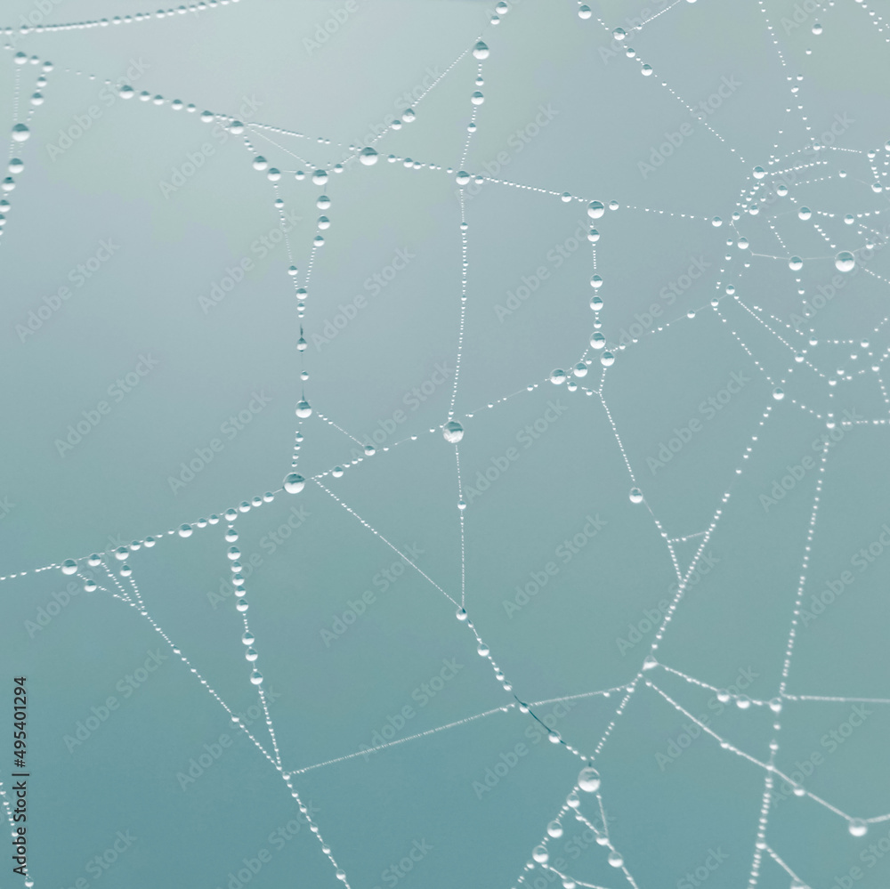 raindrops on the spider web in rainy days