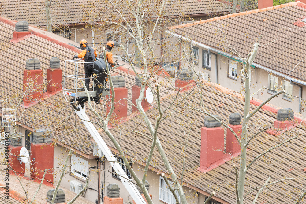 Fototapeta premium two workers on a forklift are pruning the high branches of a tree in a residential area of the city.