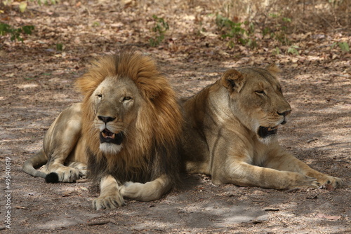 Lion, lioness family. Reserve de Fathala. African lions in Senegal, Africa. Couple of lions. African lion in Reserve de Fathala, Senegal, Africa. Lion in zoo, outdoor. Wild lions in African landscape